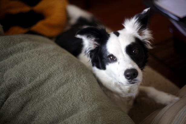 A black and white dog sits on top of a olive green and taupe couch