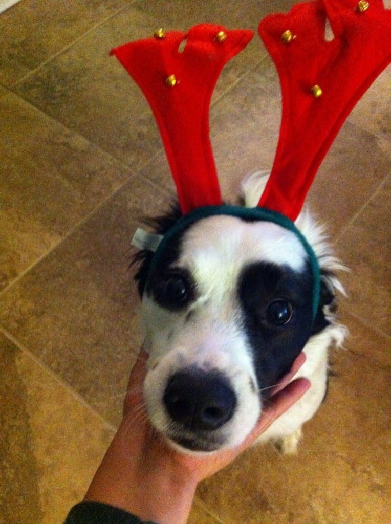 A dog wearing reindeer antlers