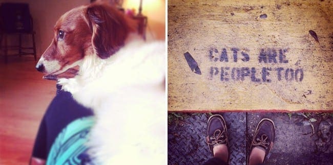 Collage of two images showing a dog and a sign with a woman\'s feet 