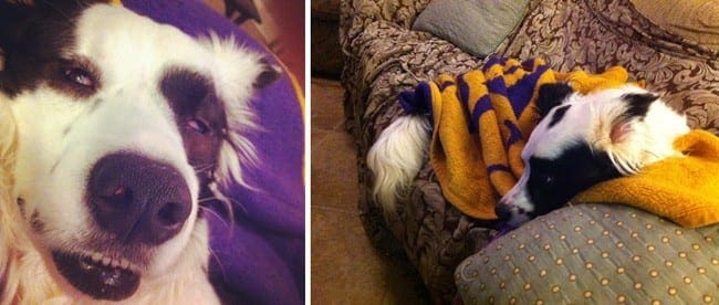 Collage of two images showing a dog sleeping on a purple and yellow blanket 