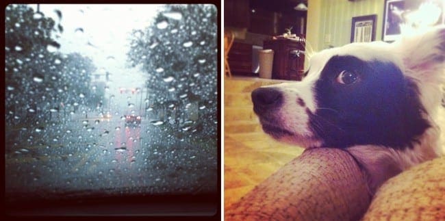 Collage of two images of rain drops on a window and dog laying head down 