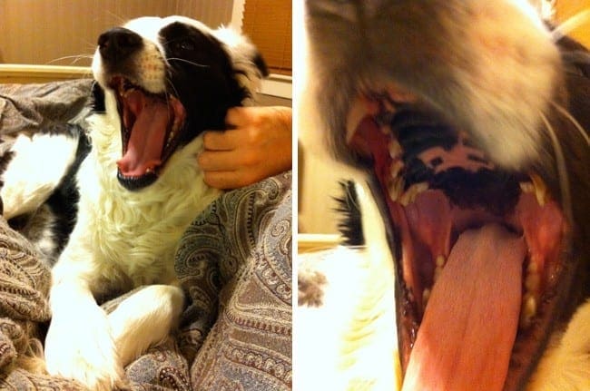 A close up of a yawning dog\'s mouth 