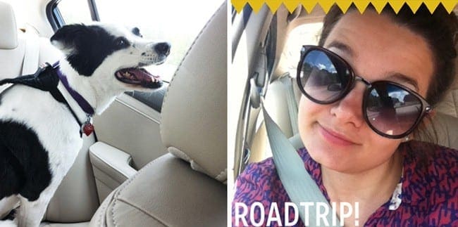 Collage of a black and white dog in a car and a selfie of a woman in sunglasses