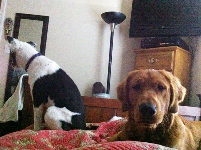 A black and white dog and a golden retriever sit on a red comforter