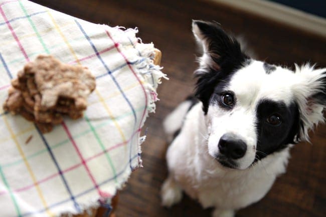 A dog sitting next to a stack of pumpkin and peanut butter dog biscuits 