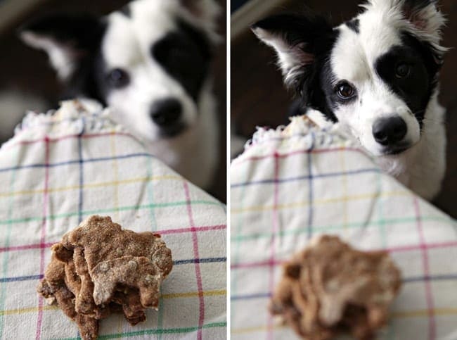 Close up of dog behind stacked dog biscuits 