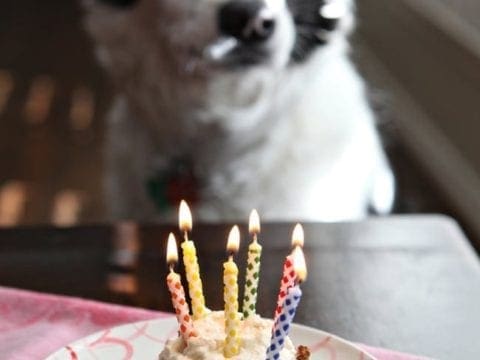 Dog watching dog best sale cake