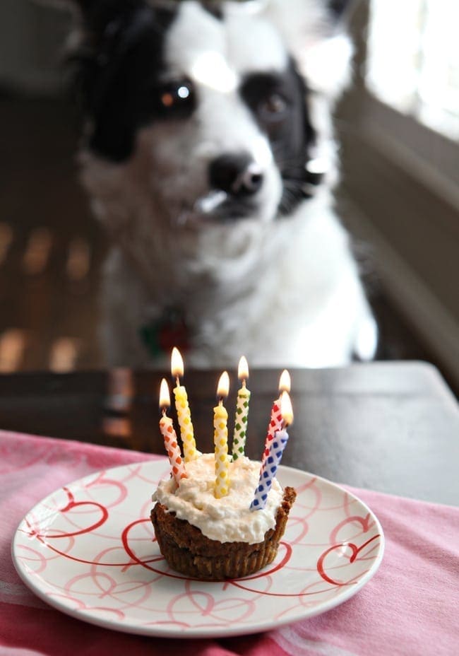 Dog sitting in front of pupcake with lit birthday candles 