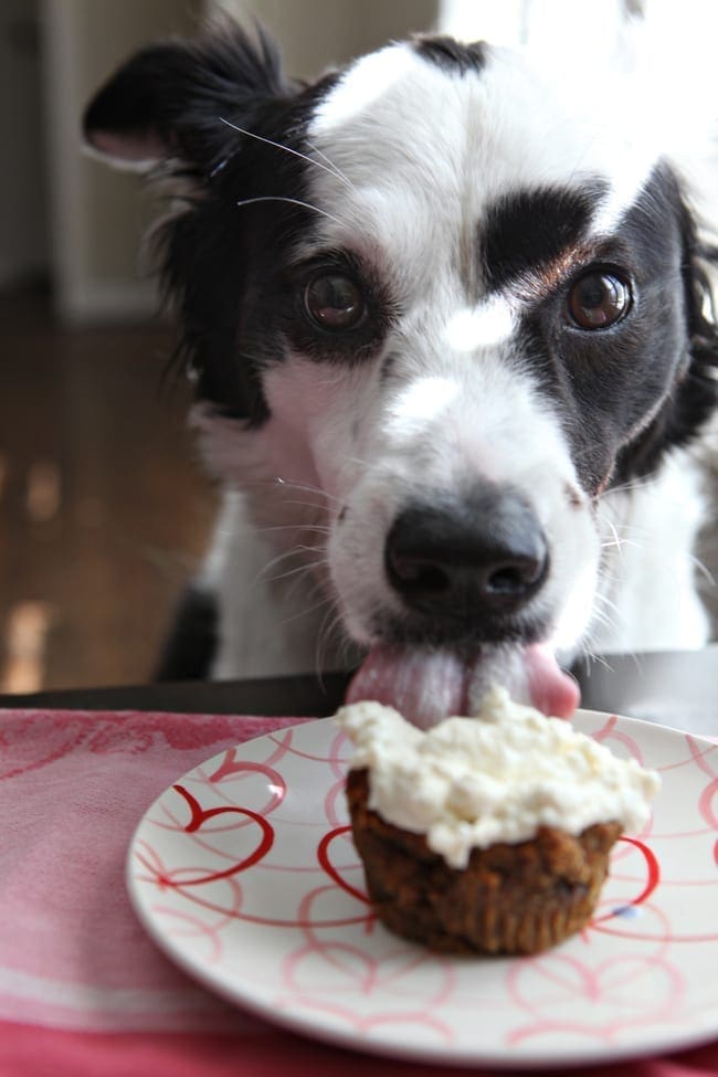 Dog licking Sweet Potato and Apple Pupcake