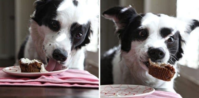 A dog licking and eating a pupcake from a plate 