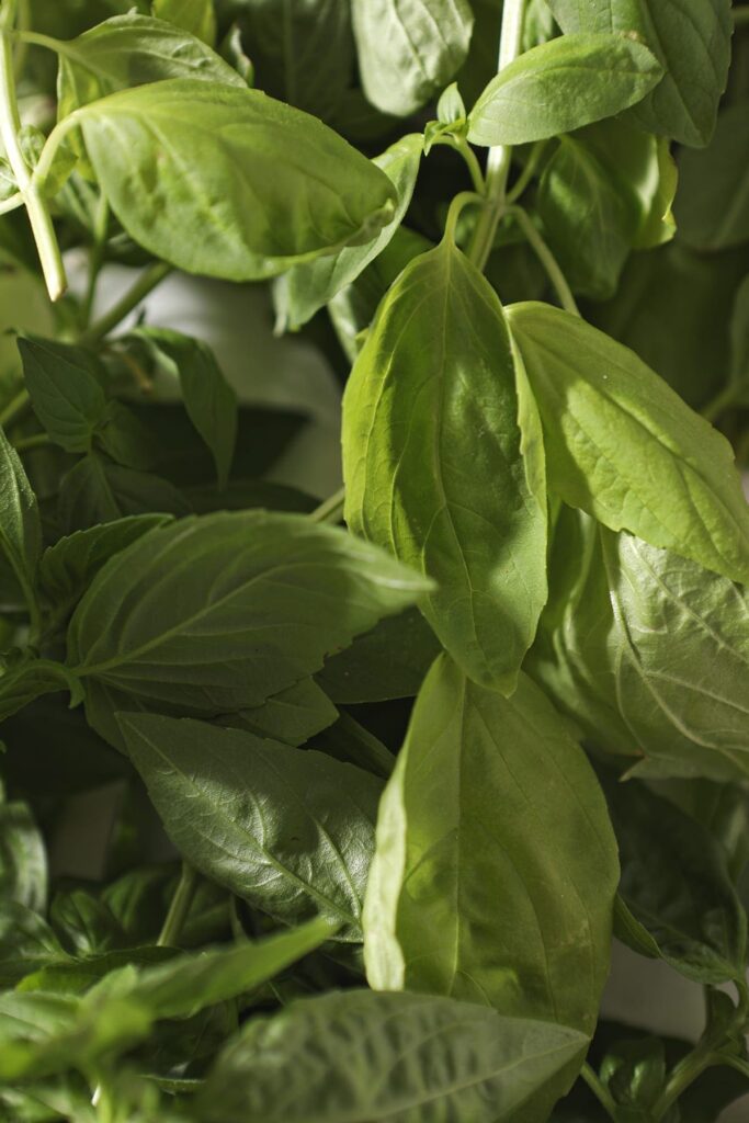 A bunch of fresh basil leaves