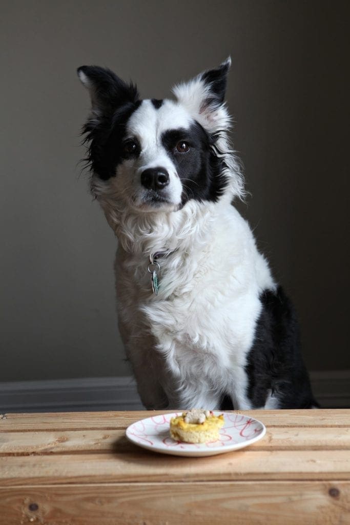 Dog sitting at a table in front of pupcake on a plate 