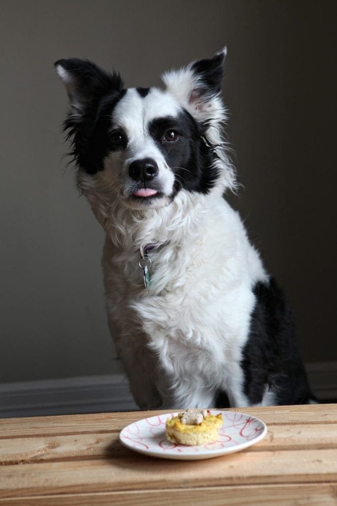 A black and white dog sitting at a table