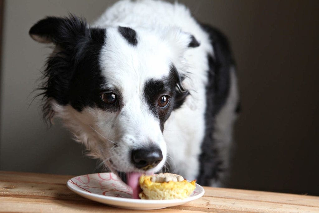 A dog licking a pupcake at a table 