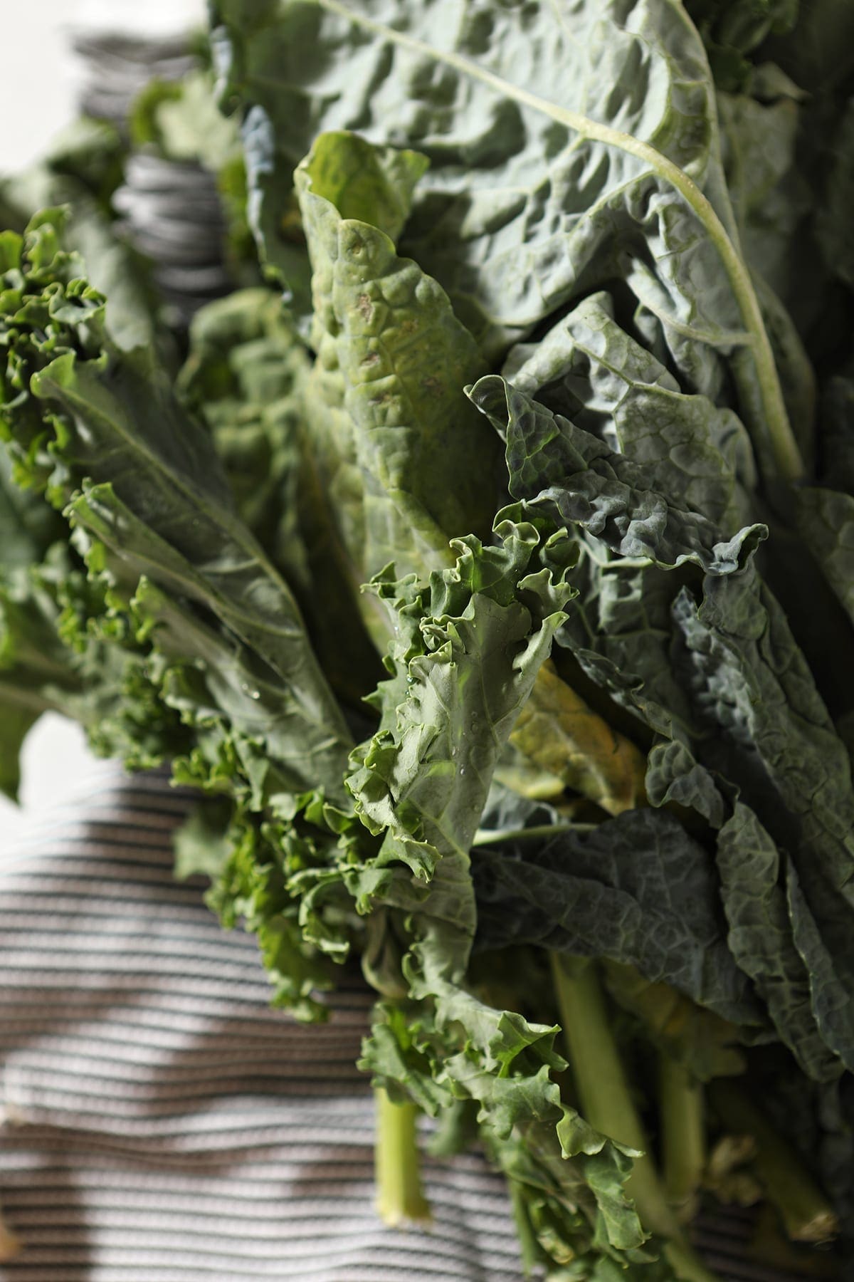 Close up of fronds of fresh kale