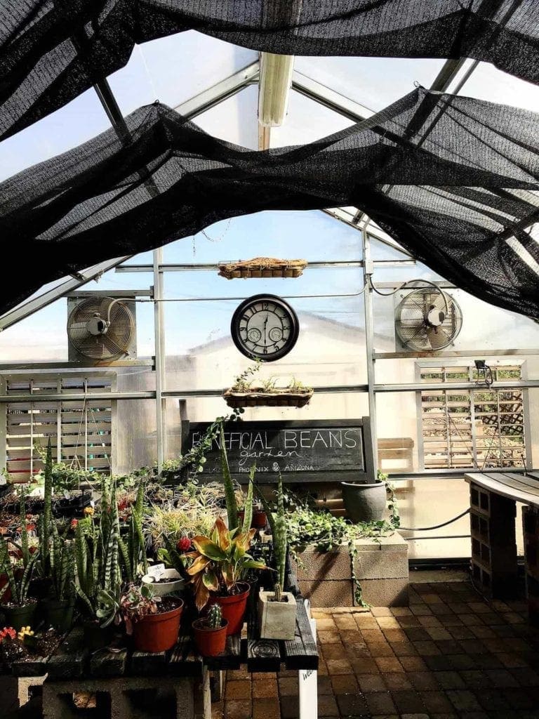 Plants in a greenhouse 