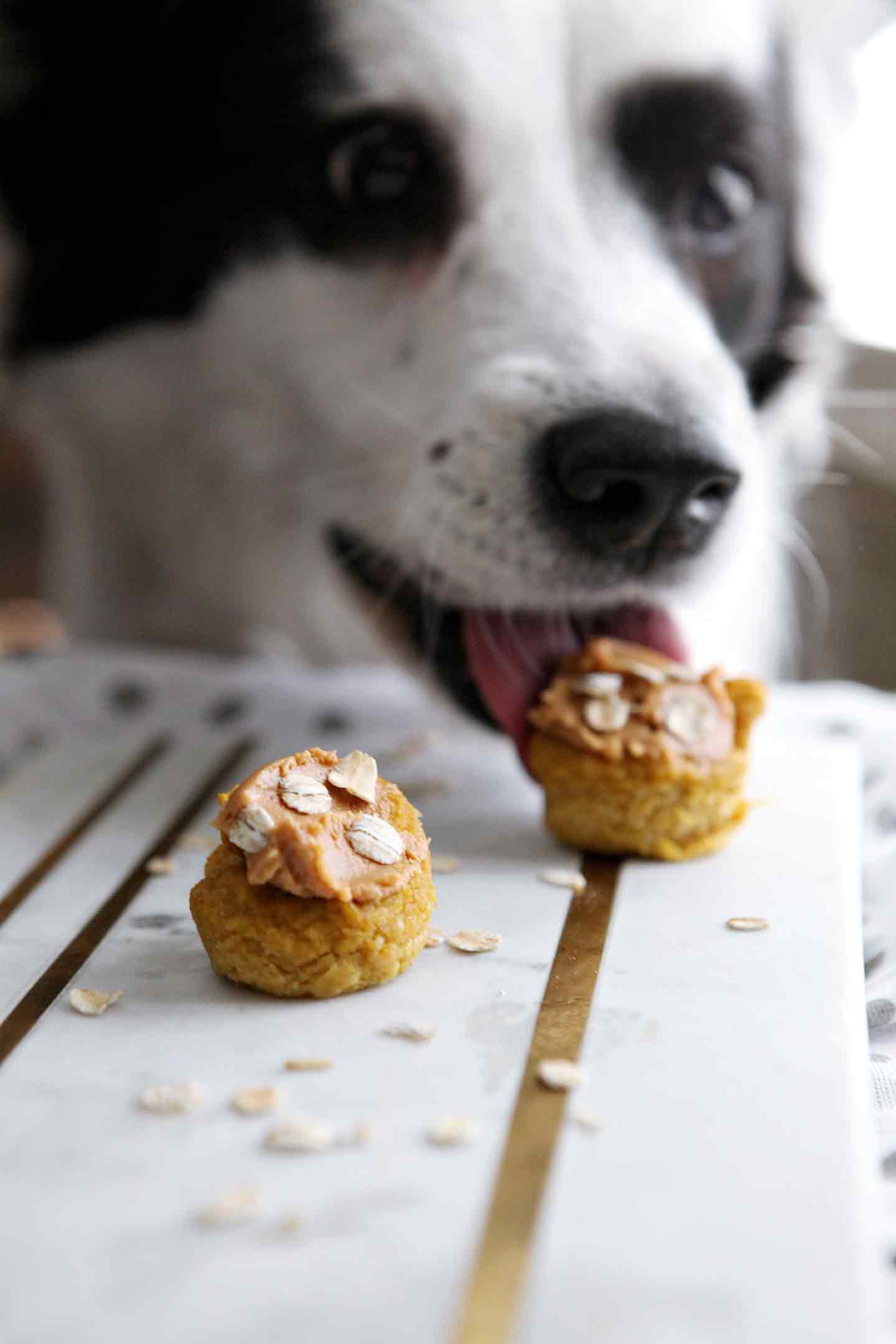 A black and white dog licks a homemade dog cupcake