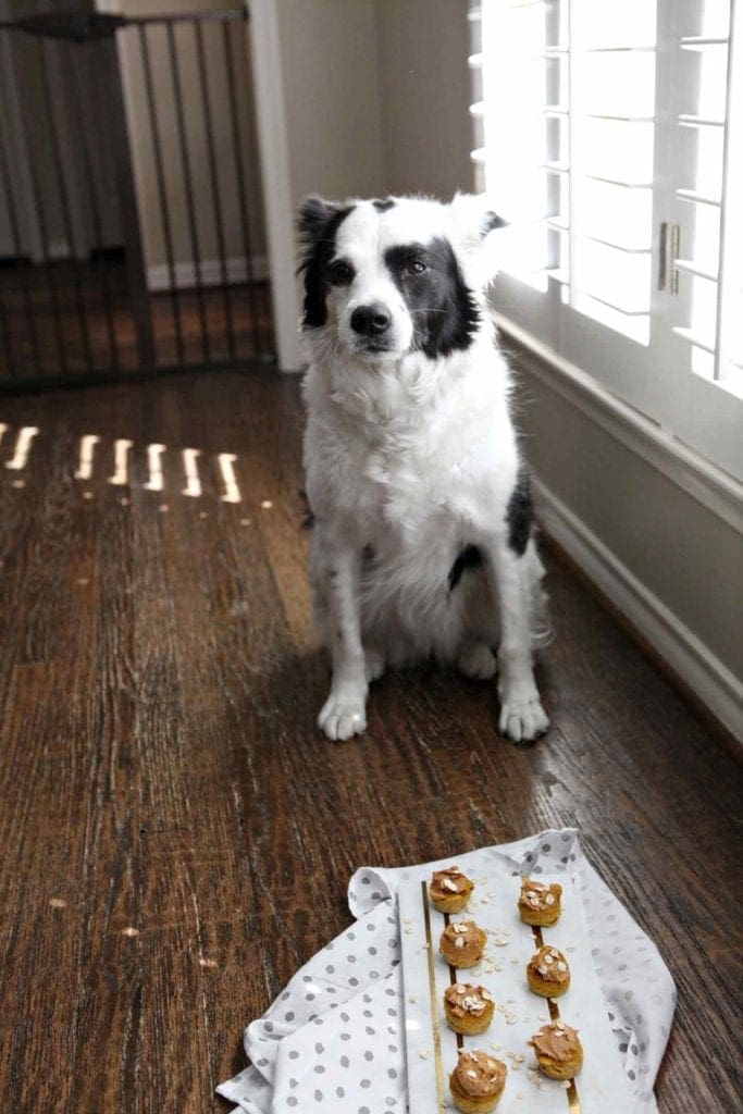 A black and white border collie sits next to a marble tray holding homemade dog treats