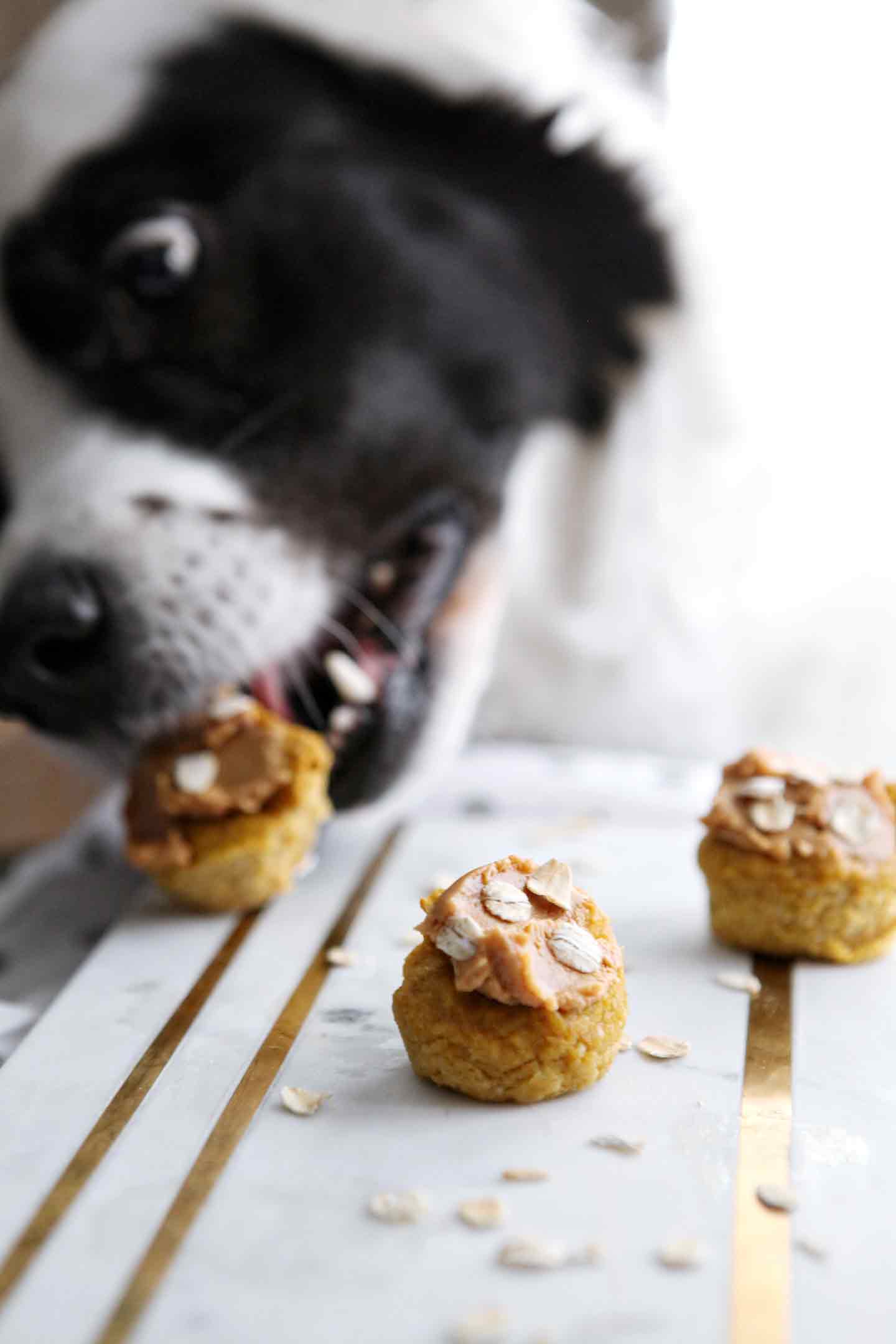 A black and white dog bites into a small homemade dog cupcake sitting on a marble tray with two others next to it