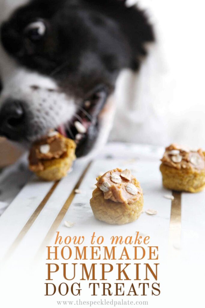 Three Peanut Butter Pumpkin Pupcakes on marble are eaten by a black and white dog with the text 'how to make homemade pumpkin dog treats'