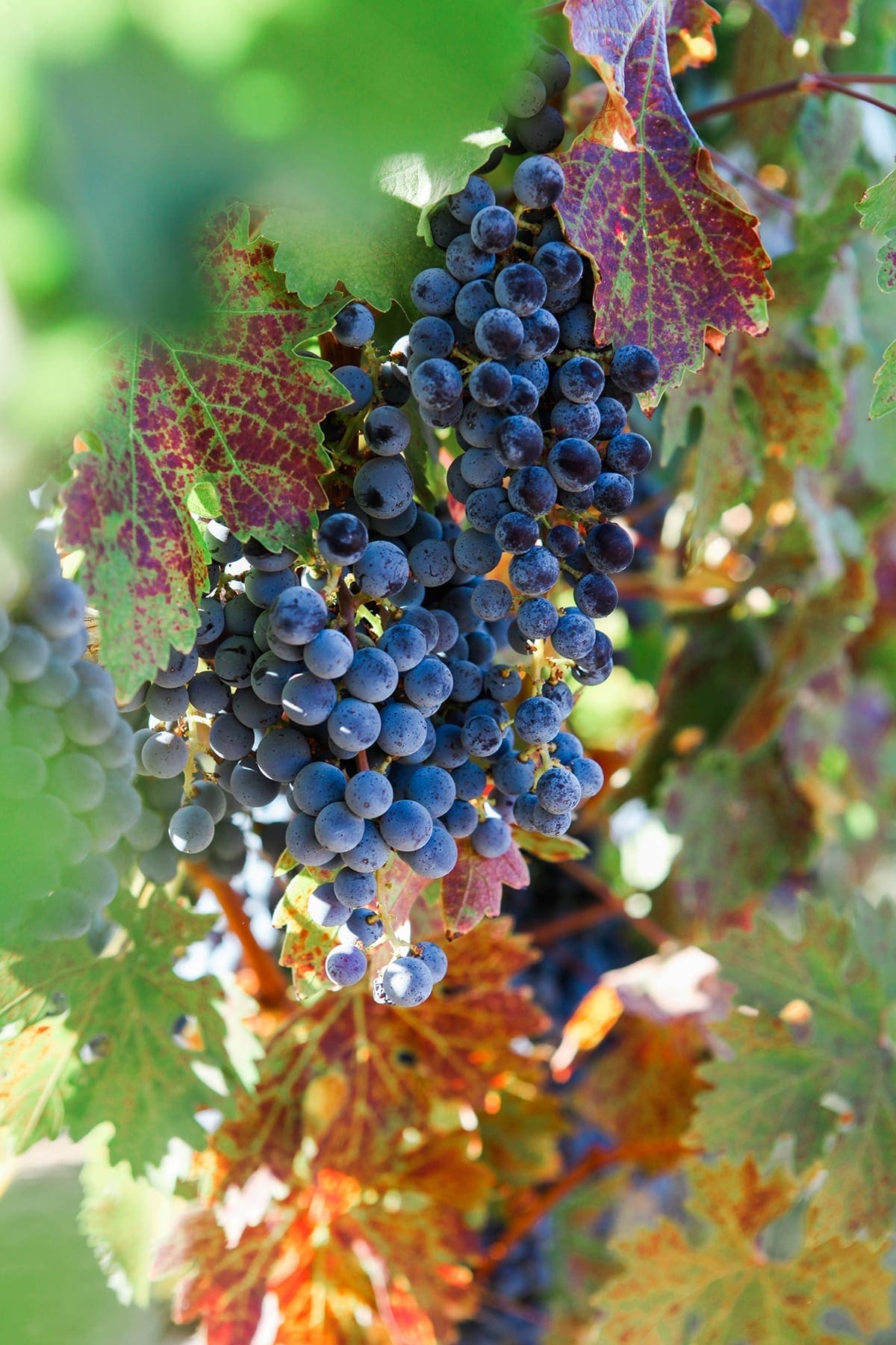 A bunch of wine grapes on a vine