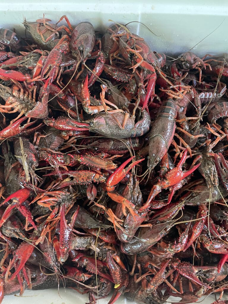 live crawfish in a cooler before cooking